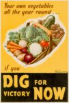 1943 Your own vegetables all the year round... if you Dig For Victory Now