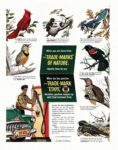 1948 When you see these birds The 'Trade-Marks' of Nature identify them for you. When you buy gasoline The Trade-Mark 'Ethyl'